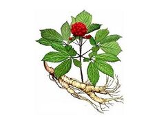 raíz do ginseng para aumentar a potencia